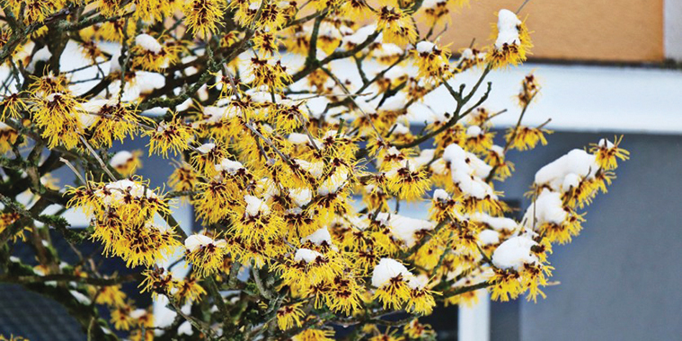 08-Witch-Hazel.jpg (379 KB)